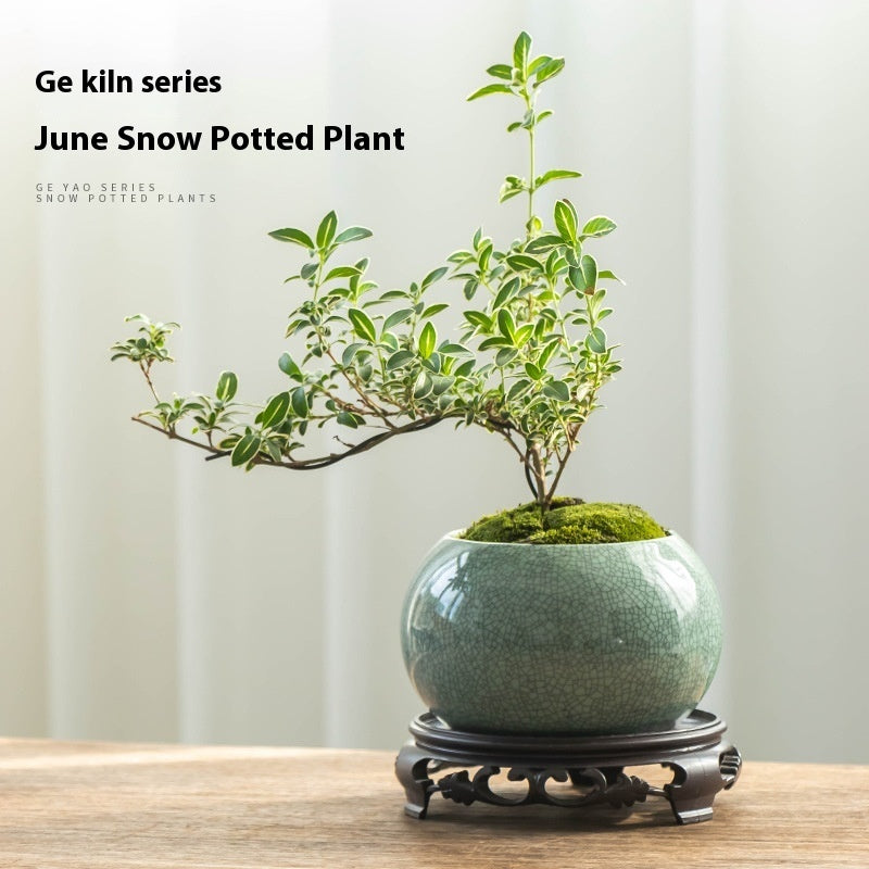Ge Kiln Canakin Tea From June Snow Bonsai Flower Pot Ceramic