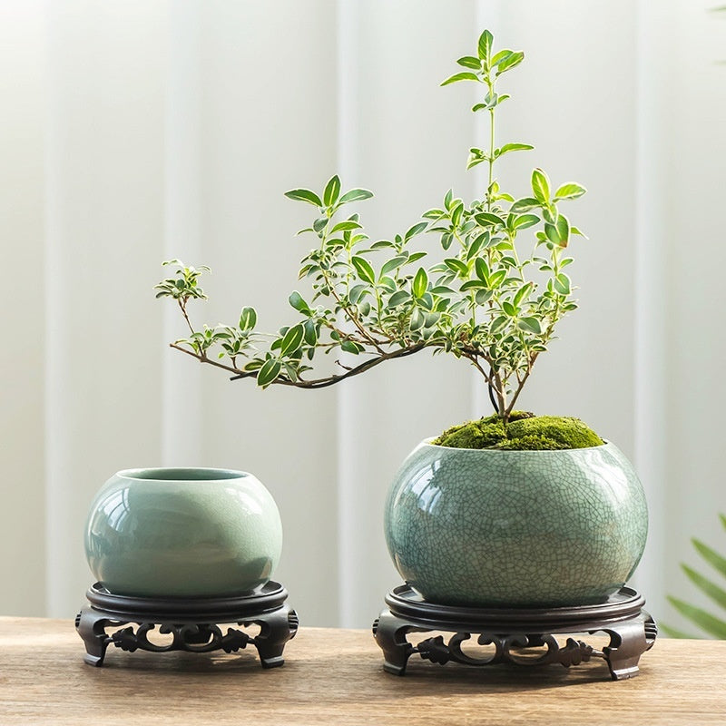 Ge Kiln Canakin Tea From June Snow Bonsai Flower Pot Ceramic