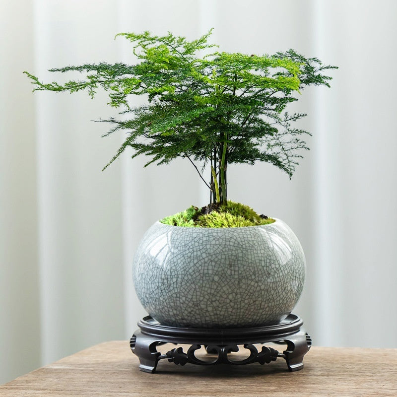 Ge Kiln Canakin Tea From June Snow Bonsai Flower Pot Ceramic